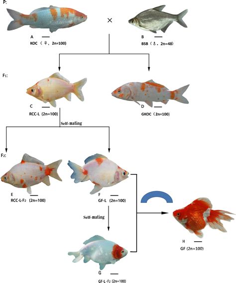 fishes that are similar to a goldfish